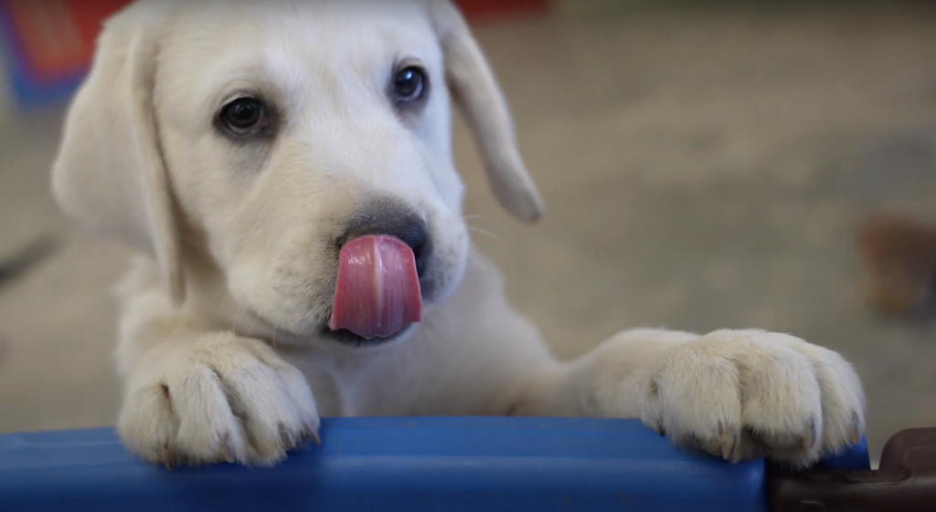 Puppy Park: No end to the excitement when new trainees are on 'paw-trol'